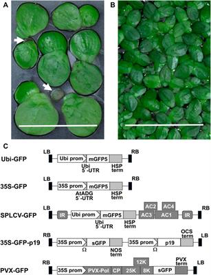 Robust Agrobacterium-Mediated Transient Expression in Two Duckweed Species (Lemnaceae) Directed by Non-replicating, Replicating, and Cell-to-Cell Spreading Vectors